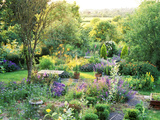 View into Country Garden with Blue and Pink Colour Plants Summer Photographic Print by Lynn Keddie