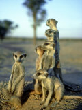 Meerkats, Emerging from Den, Kalahari Photographie par David Macdonald