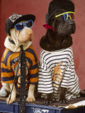 Pair of Dogs Dressed in Clothes, Hats and Glasses Photographic Print by Bill Melton