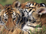 Two Bengal Tiger Cubs Bonding Photographie par Don Grall