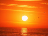 Birds Flying at Sunset, Playa Del Rey, CA Photographic Print by Harvey Schwartz