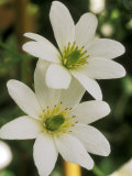 Clematis Paniculata Photographie par Mark Bolton