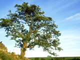 Hawthorn Tree, Summer, England Photographic Print by Mark Hamblin