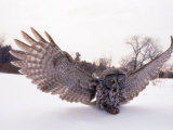 Harold Wilion - Great Gray Owl, Rowley, MA - Fotografik Baskı Harold Wilion - Great Gray Owl, Rowley, MA - Fotografik Baskı