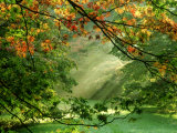 Woodland Garden, Westonbirt Arboretum, Gloucestershire Lámina fotográfica por Mark Bolton
