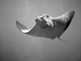 Cownose Stingray Photographic Print by Henry Horenstein