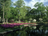 Azaleas at Bryan Park, Richmond VA Stampa fotografica di Everett Johnson