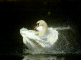 Mute Swan, Cygnus Olor Bathing Showing Water Spray Notts Photographic Print by Mark Hamblin