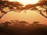 Acacia Trees, Kenya Láminas por Ron Johnson Acacia Trees, Kenya Láminas por Ron Johnson