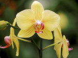 Phalaenopsis (Golden Horizon Sunrise), September Lámina fotográfica por Mark Bolton