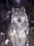 Wolf in Snow, MT Photographic Print by John Luke
