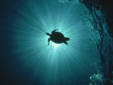 Silhouette of Underwater Sea Turtle from Beneath Fotografisk tryk af Erik Stein