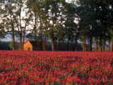 Field of Crimson Clover Near Old House, OR Photographic Print by Donald Higgs