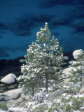 Snow Covered Evergreens, Lake Tahoe, NV Photographic Print by Bill Melton