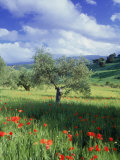 Peter Adams - North Ronda, Andalucia, Spain Fotografická reprodukce Peter Adams - North Ronda, Andalucia, Spain Fotografická reprodukce