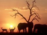 African Elephant, with Impala at Waterhole at Sunset, Botswana Photographic Print by Richard Packwood