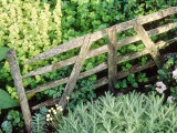 Mini Hurdle Separating Herbs Santolina, Parsley, Marjoram Little Hutchings, Sussex Photographie par Sunniva Harte