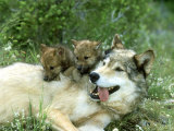Grey Wolf, Canis Lupus, Montana Fotografisk tryk af Alan And Sandy Carey Grey Wolf, Canis Lupus, Montana Fotografisk tryk af Alan And Sandy Carey