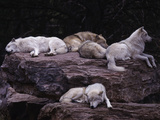 Gray Wolf, Canis Lupus Photographie par D. Robert Franz