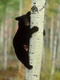 Black Bearursus Americanuscub Sat up Tree, Autumn Foliage Photographie par Mark Hamblin