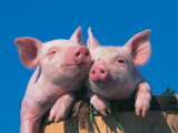 Two Pigs in a Bushel Fotografie-Druck von Lynn M. Stone