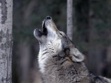 Grey Wolf Howling, Canis Lupus Photographic Print by Robert Franz