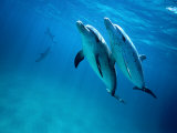 Atlantic Spotted Dolphins, Bimini, Bahamas Photographic Print by Tobias Bernhard