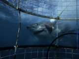 Great White Shark, Eating Bait, S. Africa Photographie par Gerard Soury