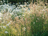 Leucanthemum Vulgare (Ox-Eye Daisies) & Wild Grasses, Wild Prairie Style Planting Fotografie-Druck von Mark Bolton