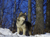 Gray Wolf, Canis Lupus Photographic Print by D. Robert Franz