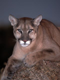 Mountain Lion on Rock, Felis Concolor Photographie par D. Robert Franz