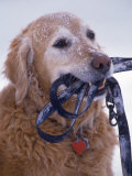 Golden Retriever with Leash in Mouth Photographic Print by Bob Winsett