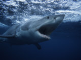 Great White Shark, Swimming, South Australia Photographie par Gerard Soury