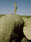 Meerkat, Guard Looking, Kalahari Fotoprint van David Macdonald Meerkat, Guard Looking, Kalahari Fotoprint van David Macdonald
