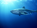 Tiger Shark, Aliwal Shoal, South Africa Photographic Print by Tobias Bernhard