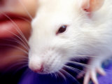Close-up of Girl's Pet Rat Photographic Print by Mark Hunt