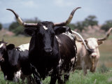 Texas Longhorn Cattle on Wildlife Refuge, OK Stampa fotografica di Allen Russell Texas Longhorn Cattle on Wildlife Refuge, OK Stampa fotografica di Allen Russell