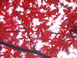 Japanese Maple Leaves On Branch Lámina fotográfica Japanese Maple Leaves On Branch Lámina fotográfica