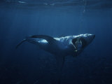 Great White Shark, Swallowing Bait, South Australia Photographic Print by Gerard Soury