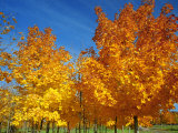 France, Amboise, Foliage Photographic Print by James Denk