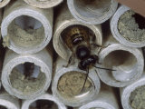 Red Mason Bee, Leaving Artificial Nest Tube, Middlesex, UK Lámina fotográfica por O'toole Peter Red Mason Bee, Leaving Artificial Nest Tube, Middlesex, UK Lámina fotográfica por O'toole Peter