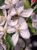 Bee on Apple Blossoms Photographic Print by John Luke