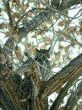 Great Horned Owl in Tree, NM Photographic Print by Stan Osolinski