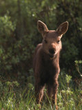Baby Moose, Grand Teton National Park, WY Fotografie-Druck von Frank Staub