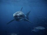 Great White Shark, Swimming, South Australia Photographic Print by Gerard Soury