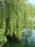 Weeping Willow, Cambridgeshire, UK Lámina fotográfica por Michael Brooke Weeping Willow, Cambridgeshire, UK Lámina fotográfica por Michael Brooke