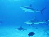Reef Sharks, Walker's Cay, Bahamas Photographie par Shirley Vanderbilt