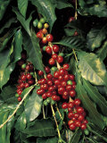 Coffee Beans on Tree, Costa Rica Fotografie-Druck von Inga Spence