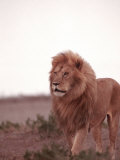 Lion, Masai Mara Game Resv, Kenya, Africa Photographie par Elizabeth DeLaney