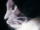 Portrait of a Cat Fotografie-Druck von Debra Cohn-Orbach